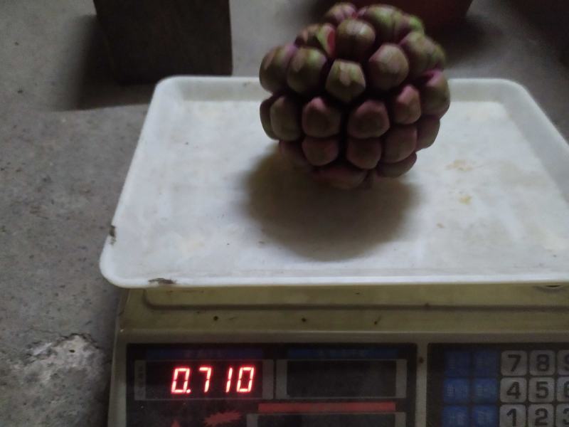 布福娜果500g-750g，产地直发