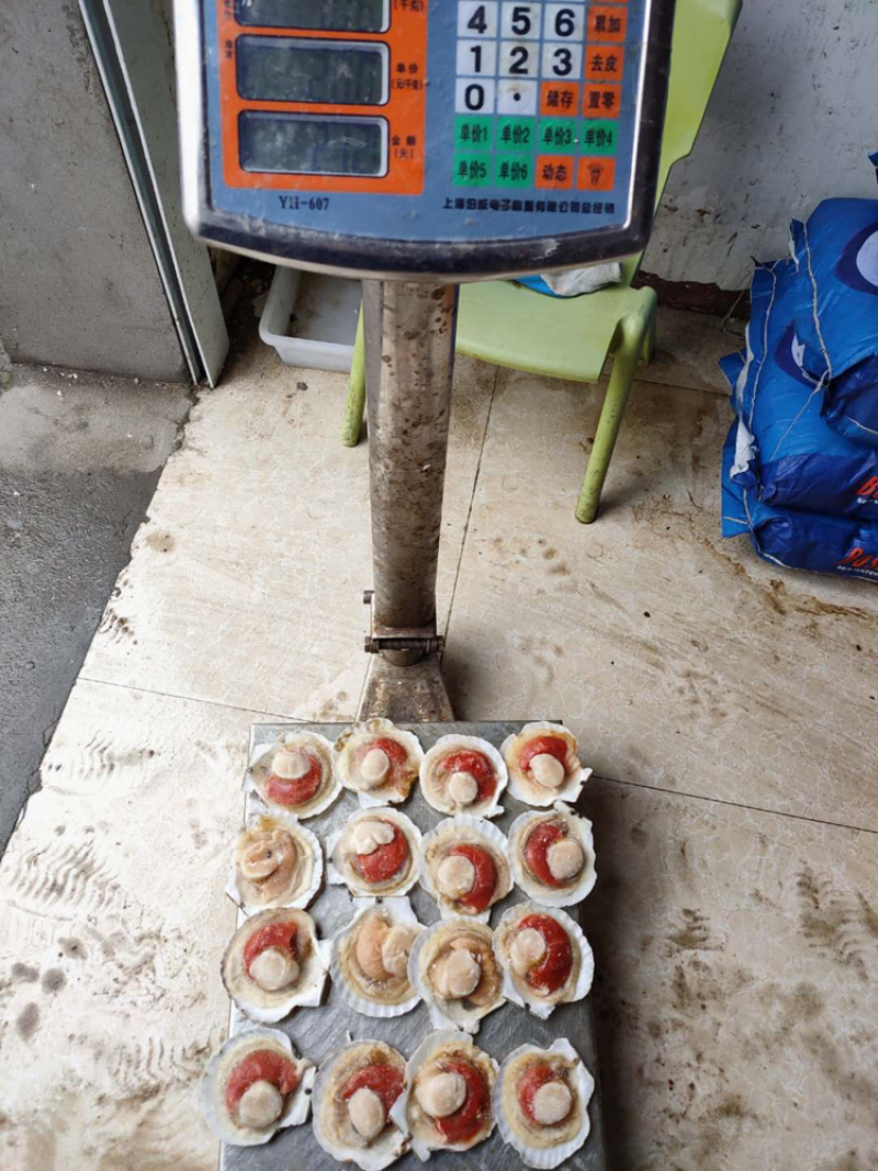 日本原汁吊笼扇贝（不肥可以直接退货）