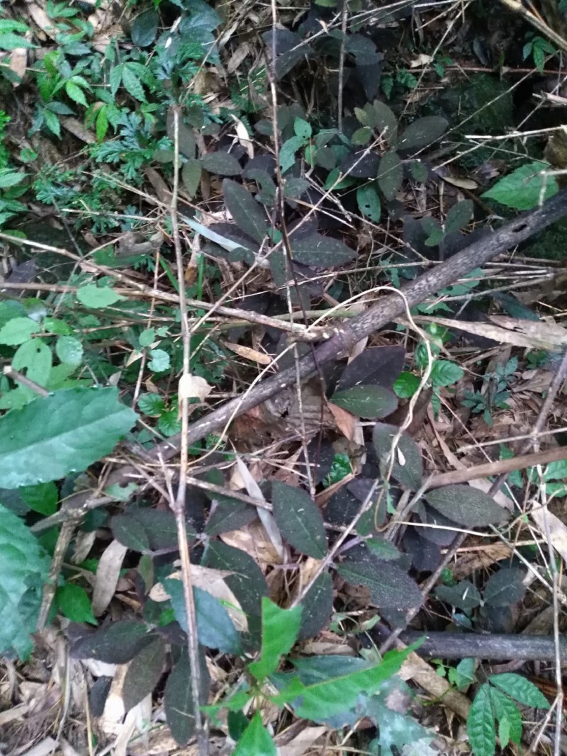 虎舌红…野生货须要：预约