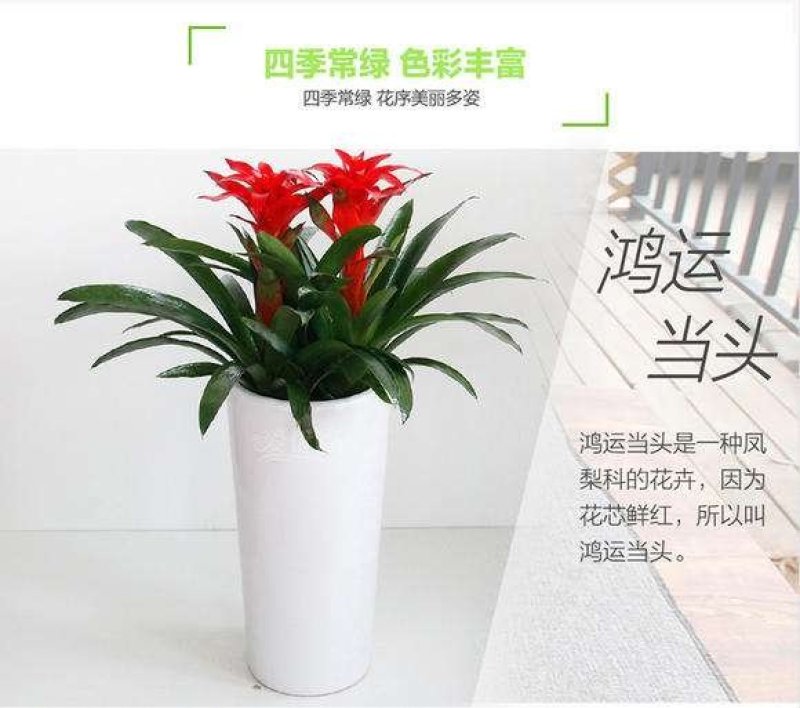 鸿运当头风梨花室内客厅阳台绿植盆栽花卉大型盆景植物