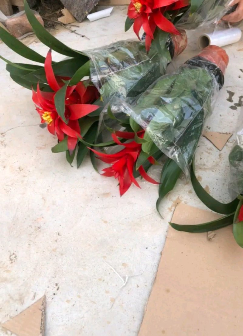 鸿运当头风梨花室内客厅阳台绿植盆栽花卉大型盆景植物
