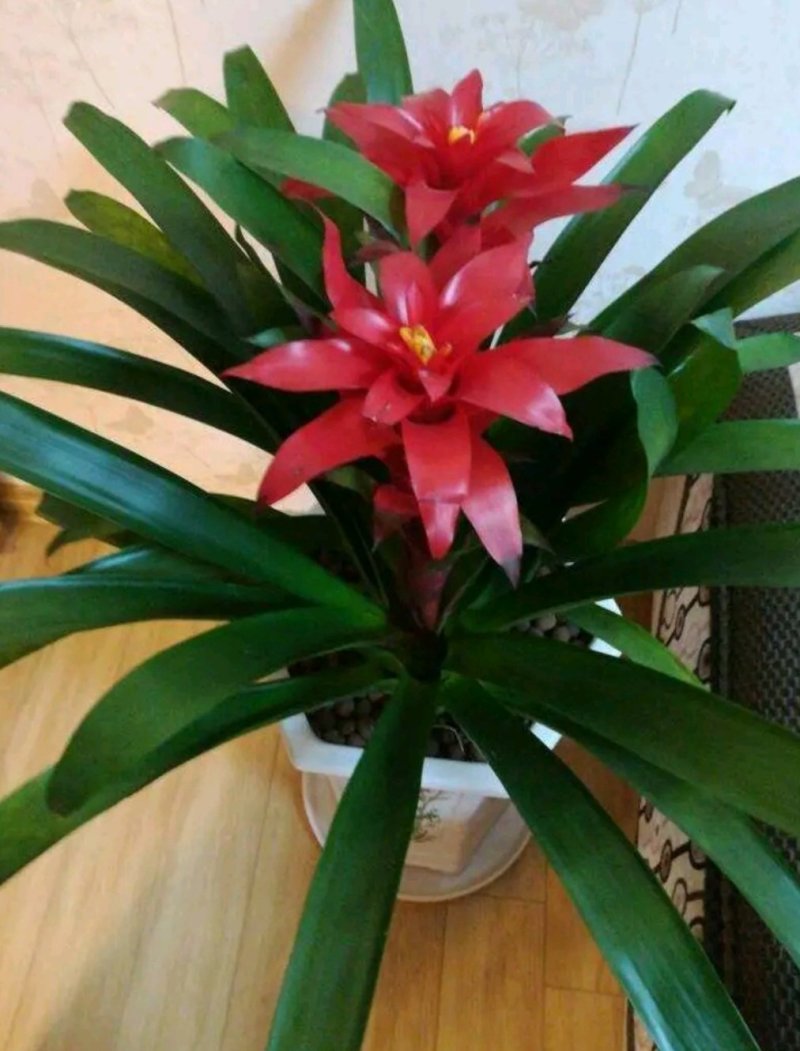 鸿运当头风梨花室内客厅阳台绿植盆栽花卉大型盆景植物