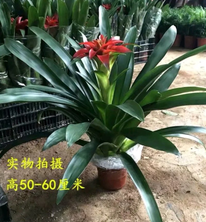 鸿运当头风梨花室内客厅阳台绿植盆栽花卉大型盆景植物