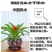 鸿运当头风梨花室内客厅阳台绿植盆栽花卉大型盆景植物