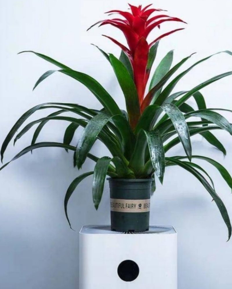 鸿运当头风梨花室内客厅阳台绿植盆栽花卉大型盆景植物