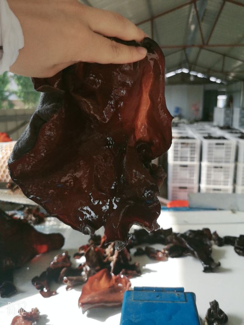 精品毛木耳丝工厂价格产地直销当季新货量大从优