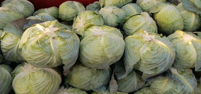 精品奥奇娜扁包菜，3/5斤市场货，大量上市了