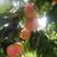 中秋红蜜桃树苗基地直销，视频看货，保湿邮寄