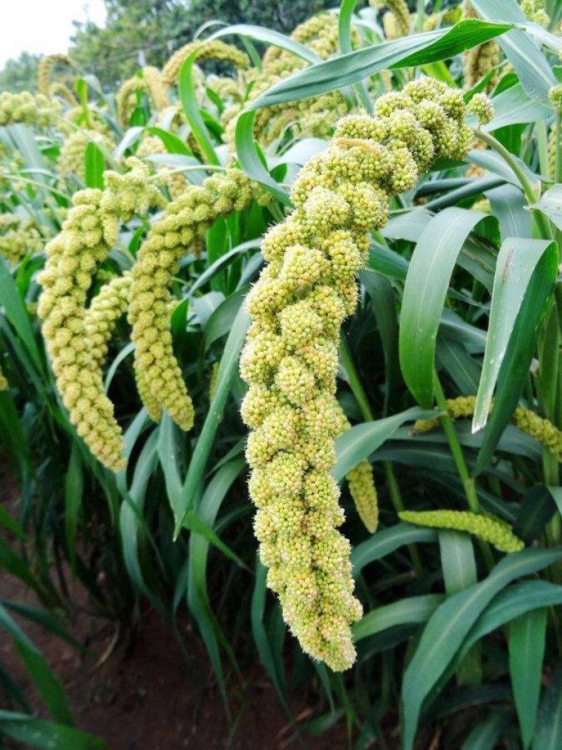 山东蒙阴蒙山小米香甜可口沂蒙山区丘陵沙质土壤种植粘度高