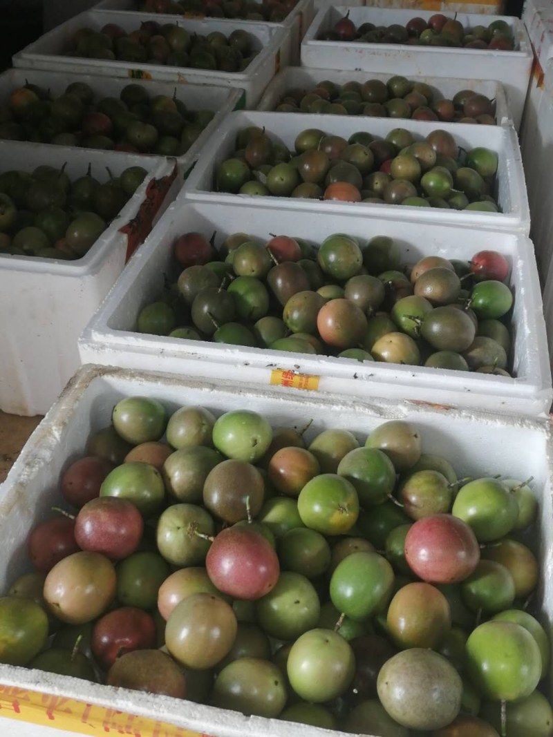 赣南农家肥生态种植百香果，一件代发，品质保证
