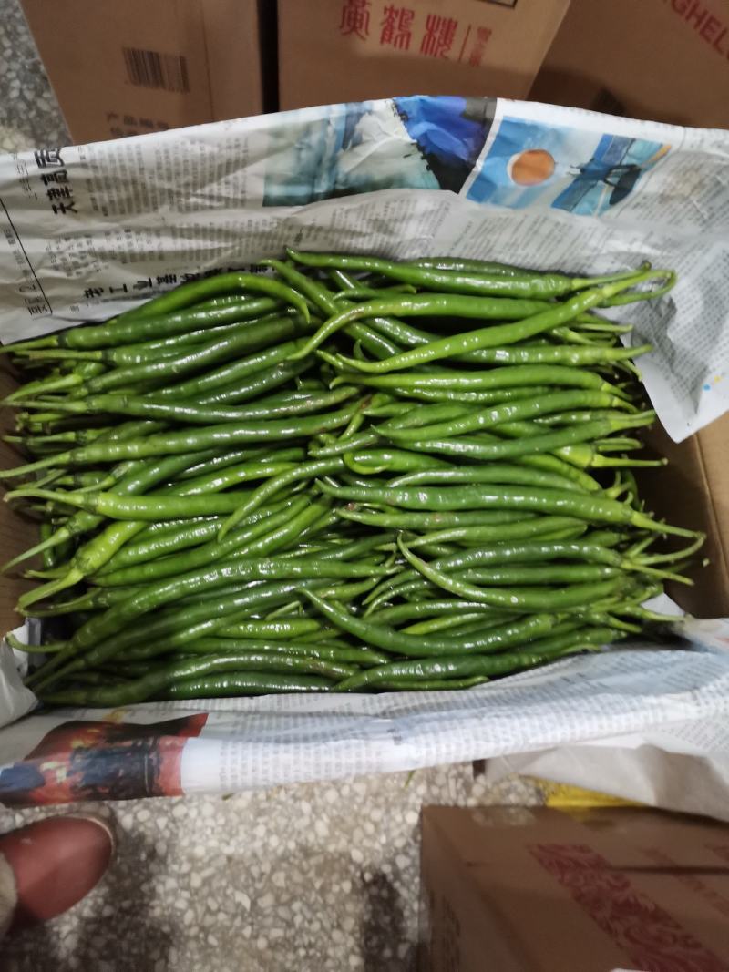 301泡椒大量供货中，大棚精品鲜辣椒，各种包装齐全。