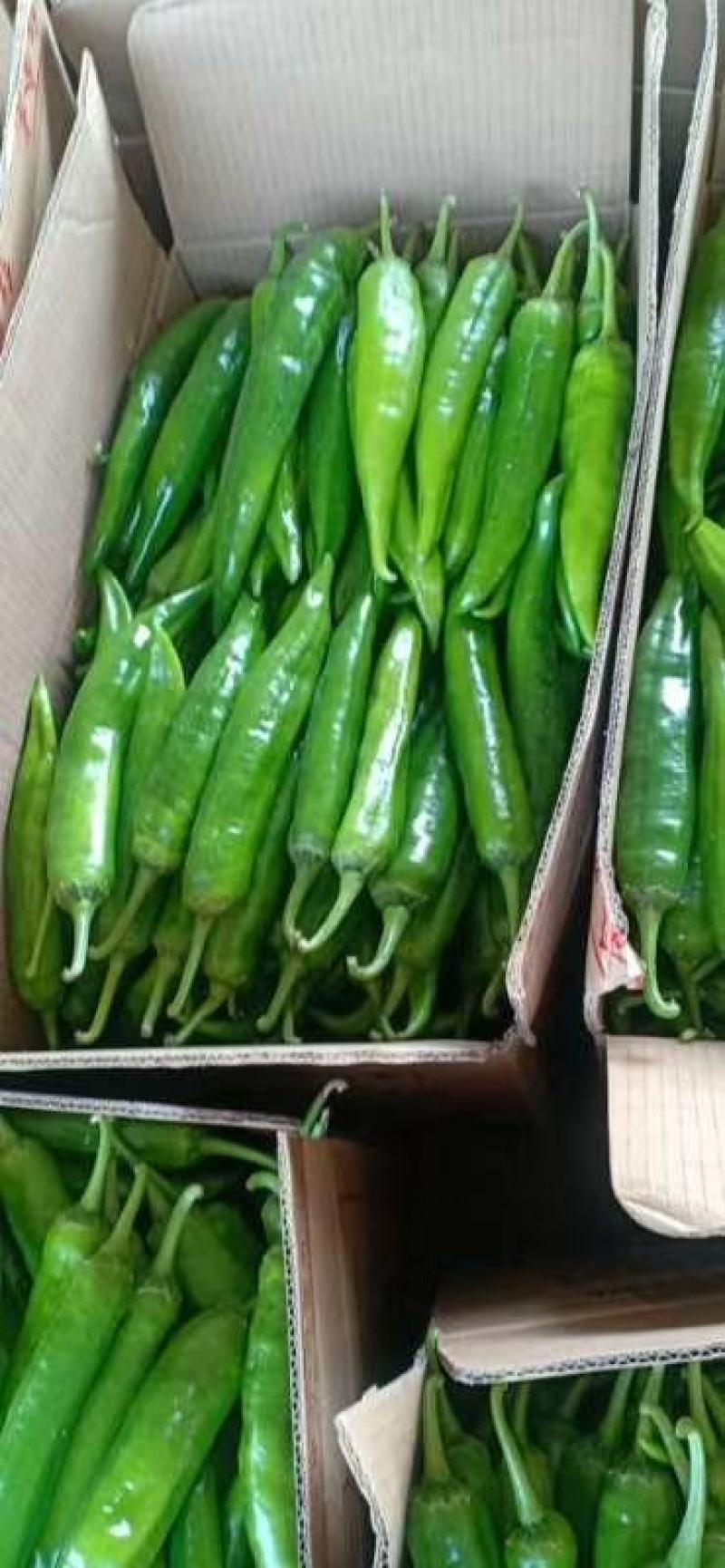 301泡椒大量供货中，大棚精品鲜辣椒，各种包装齐全。