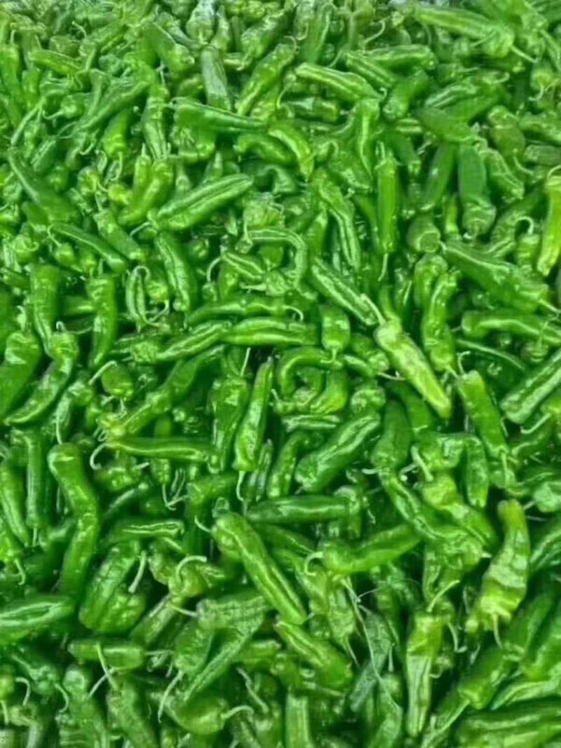 301泡椒大量供货中，大棚精品鲜辣椒，各种包装齐全。