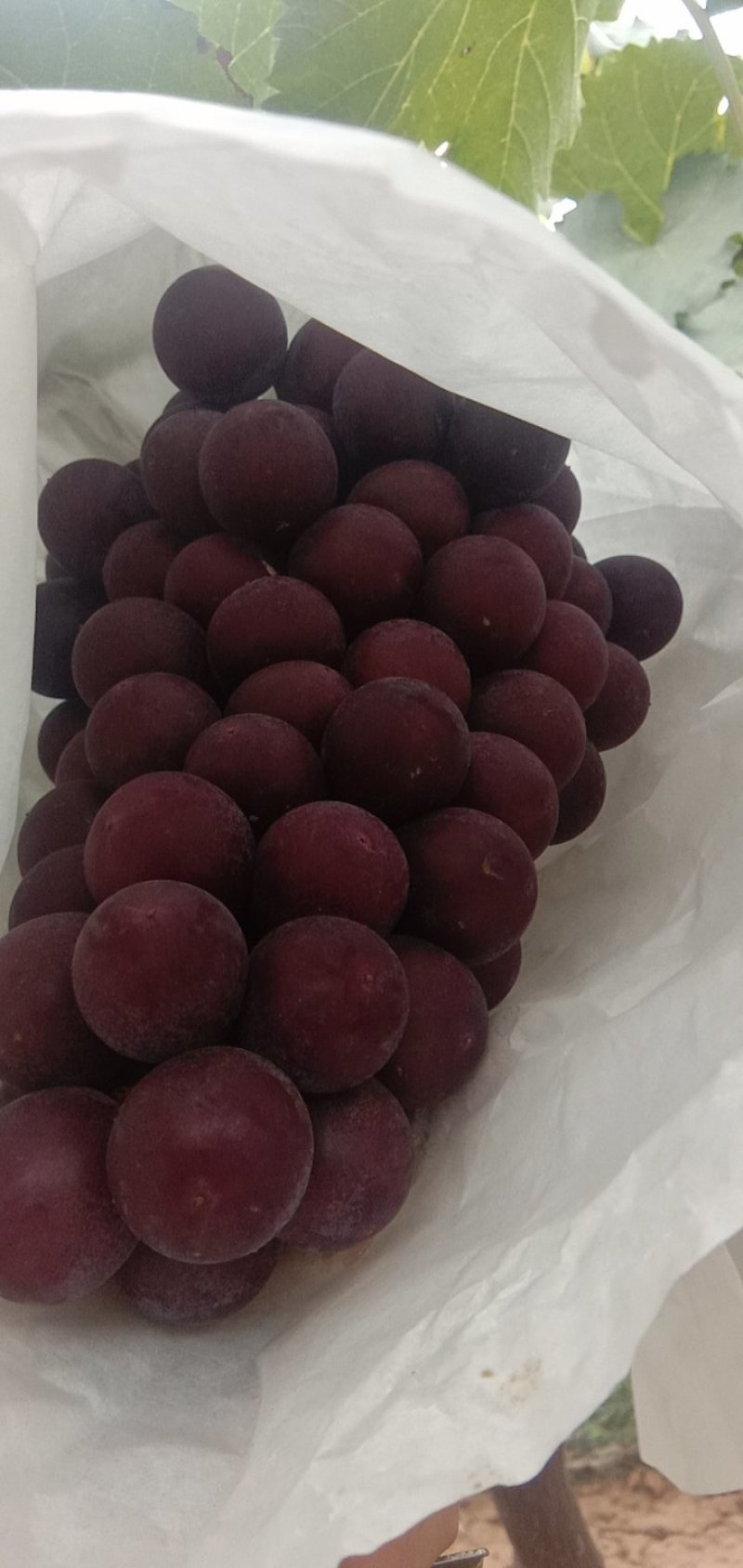 千亩户太八号葡萄等待你的采购。