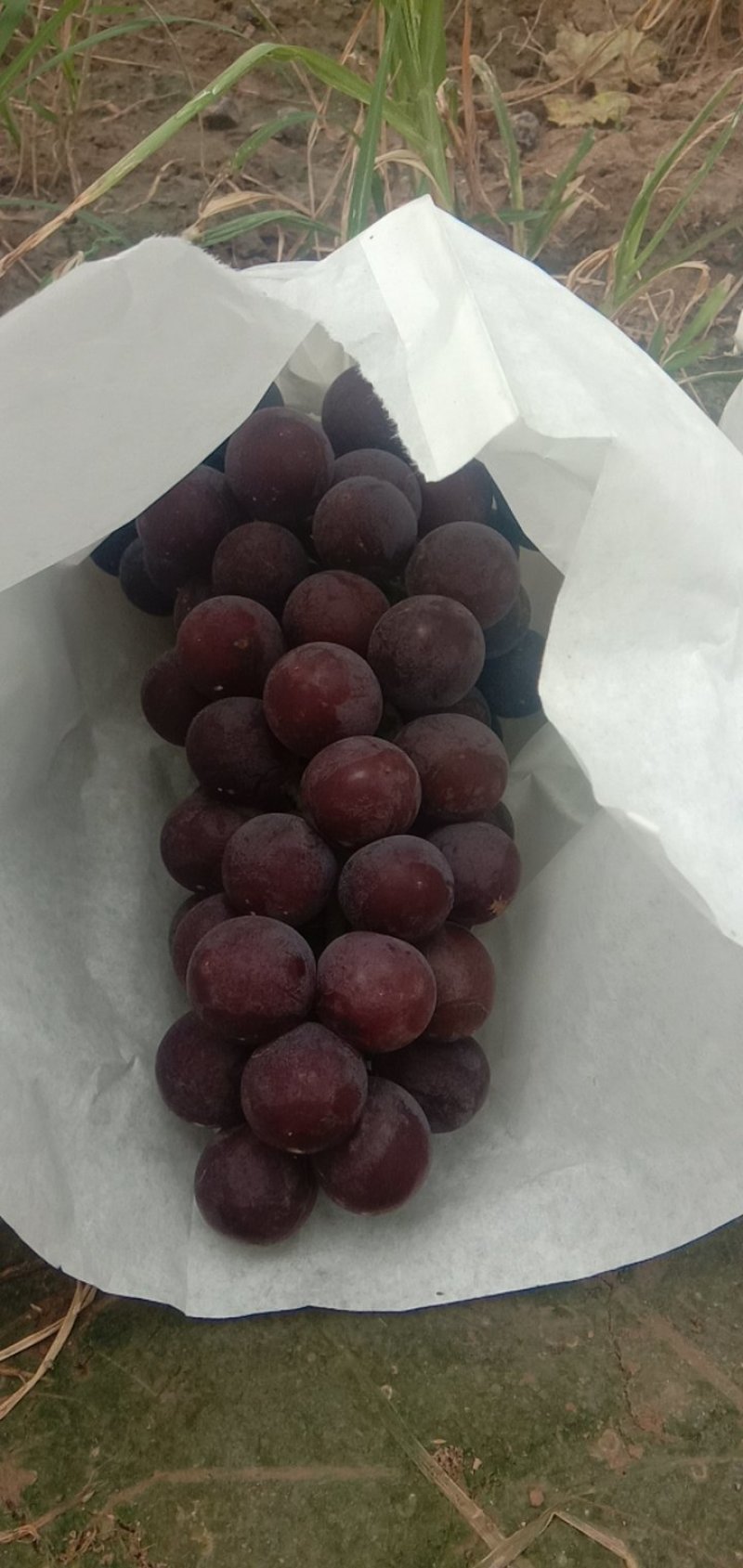 千亩户太八号葡萄等待你的采购。
