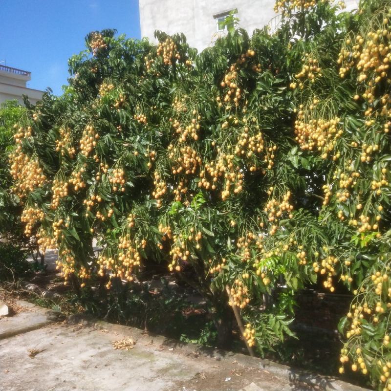 黄皮苗无核黄皮果树苗正宗原产地无核黄皮树苗