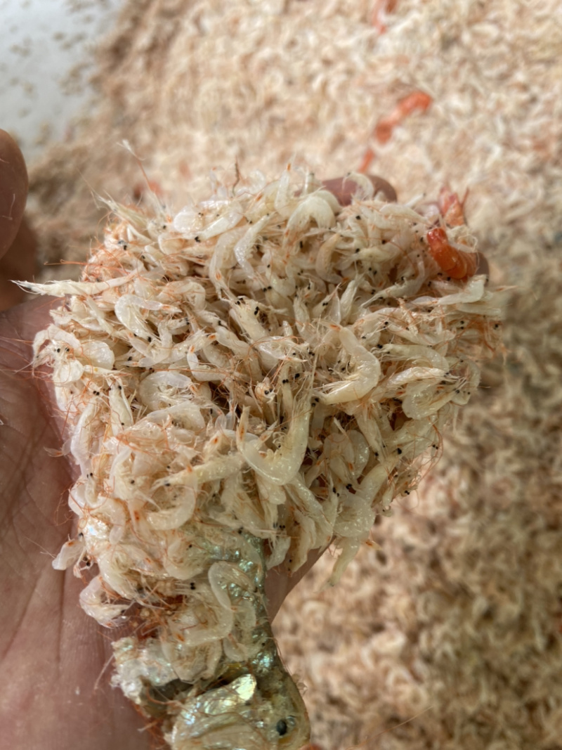 渤海湾虾皮（今年的新货，中板，小中板）质量保证