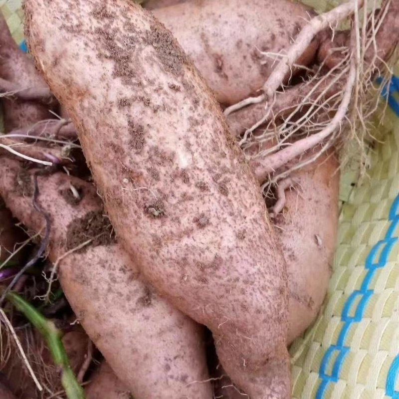 威海荣成蜂蜜罐地瓜干红薯干蜜薯干软糯香甜无坏无硬质量保证