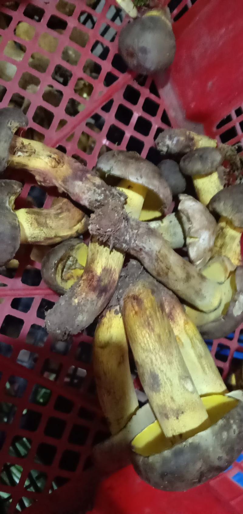 白葱冰冻，来自大自然的美食