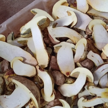 白葱冰冻，来自大自然的美食