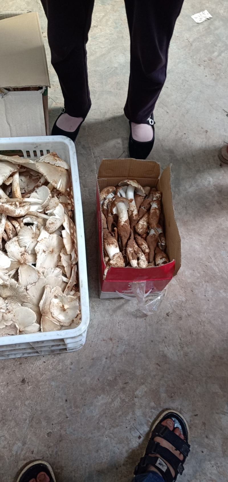 鸡枞菌，来自大自然的馈赠