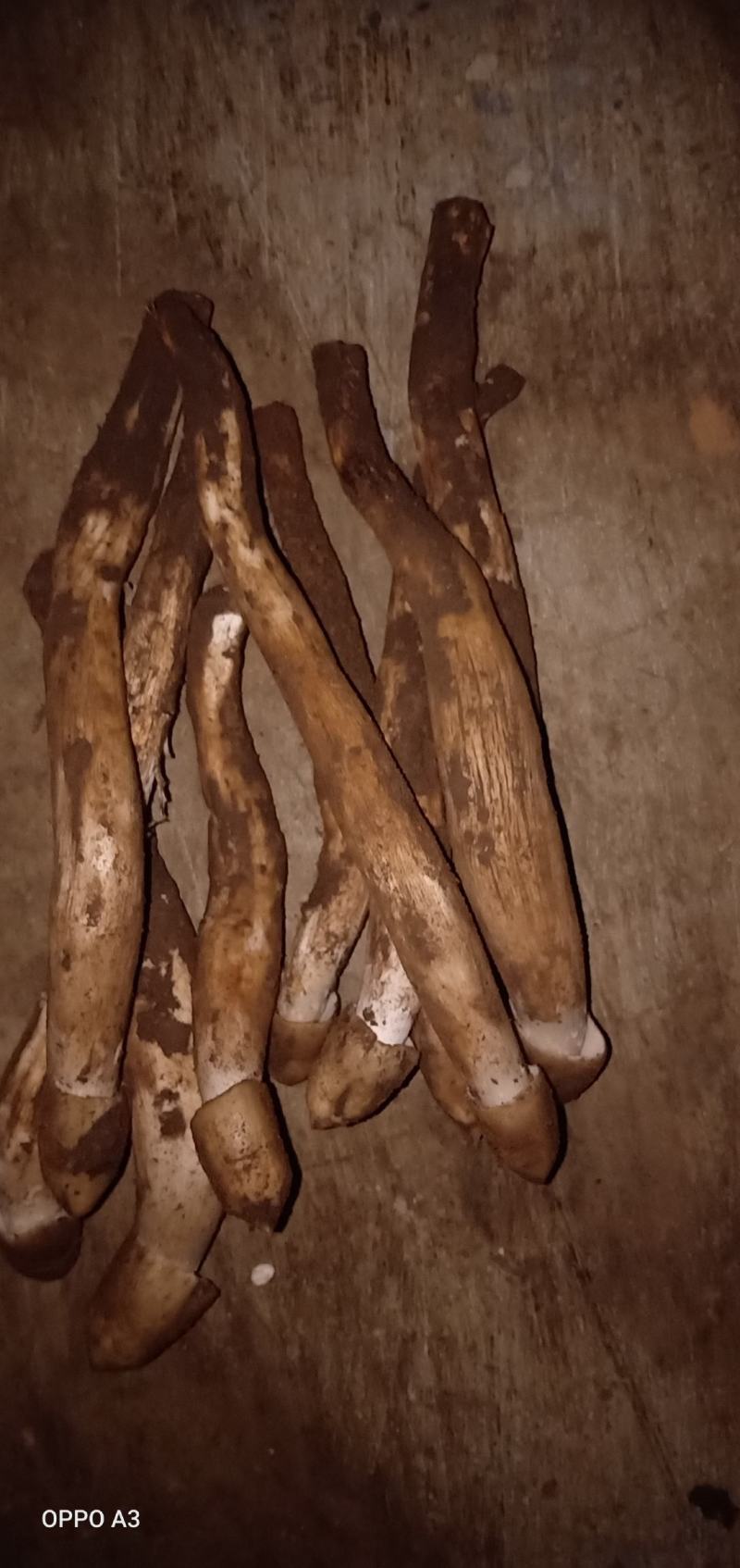 鸡枞菌，来自大自然的馈赠