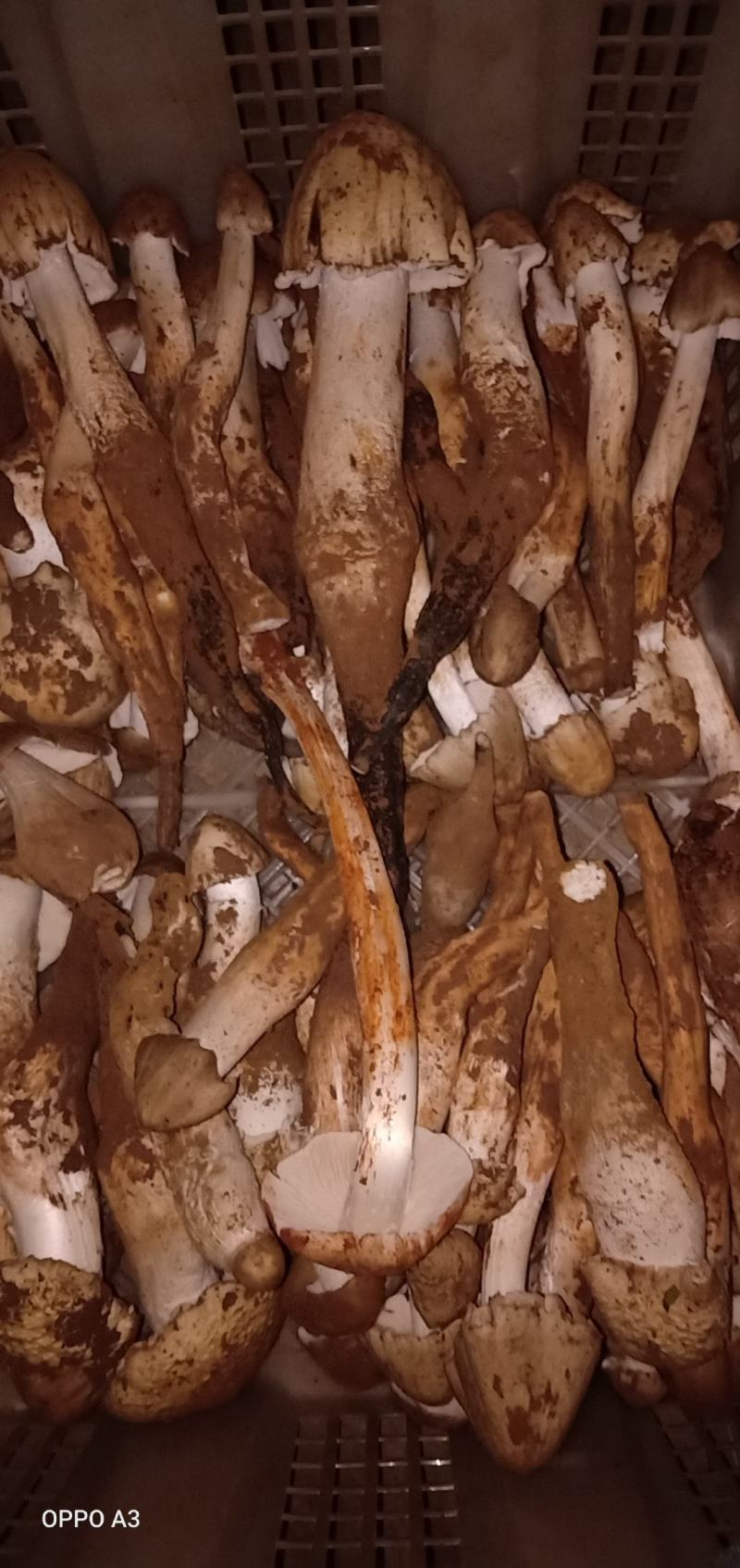 鸡枞菌，来自大自然的馈赠