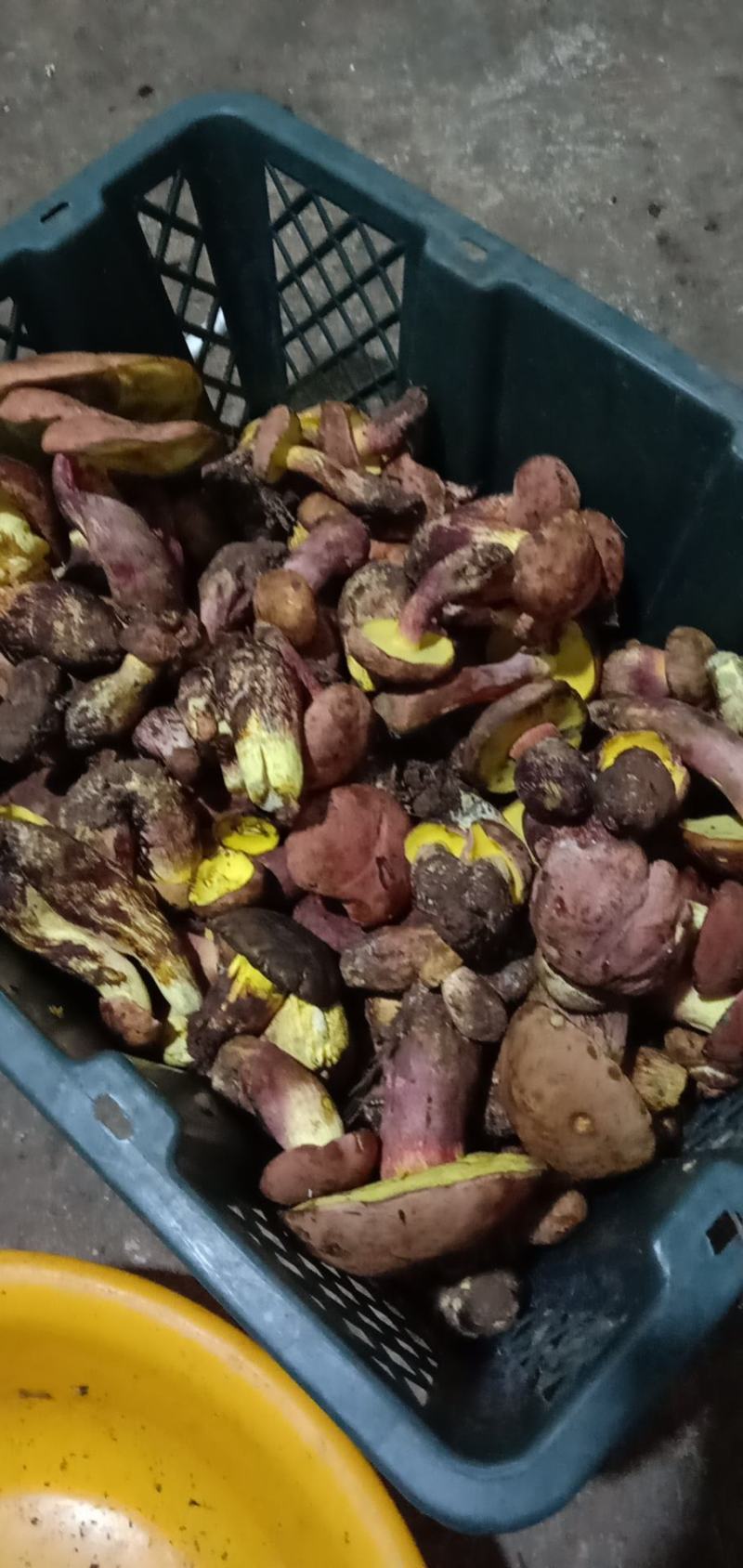 野生食用菌，来自大自然的美食