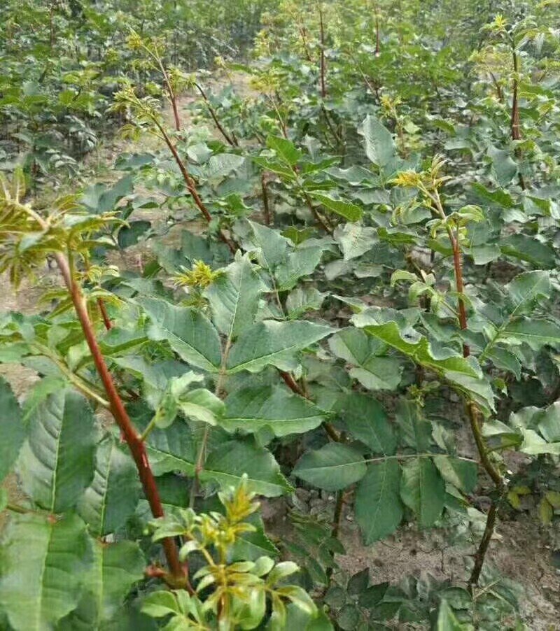无棘花椒苗嫁接大红袍无刺花椒苗产地直销