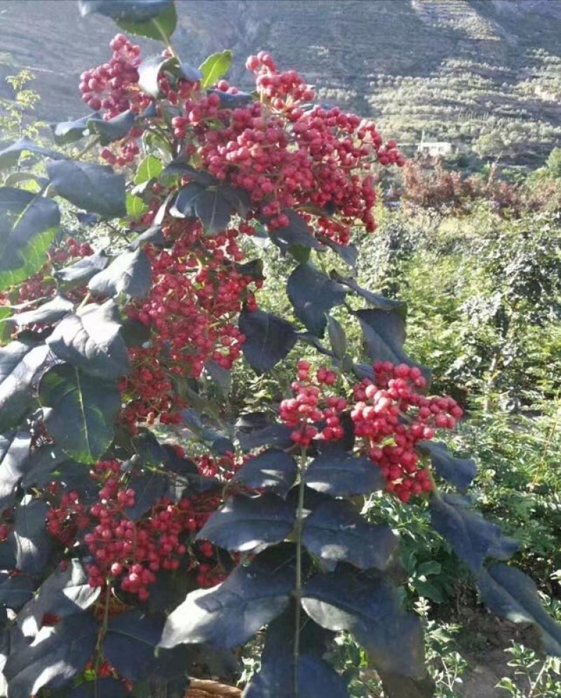 无棘花椒苗嫁接大红袍无刺花椒苗产地直销