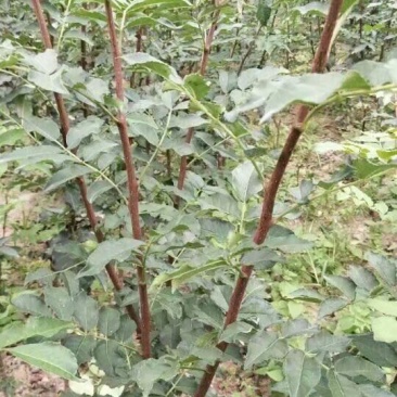 无棘花椒苗嫁接大红袍无刺花椒苗产地直销