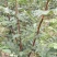 无棘花椒苗嫁接大红袍无刺花椒苗产地直销