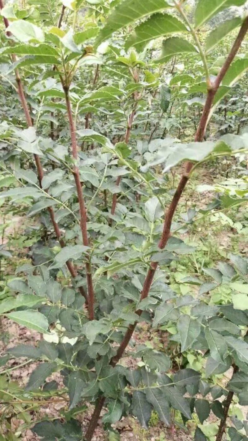 无棘花椒苗嫁接大红袍无刺花椒苗产地直销