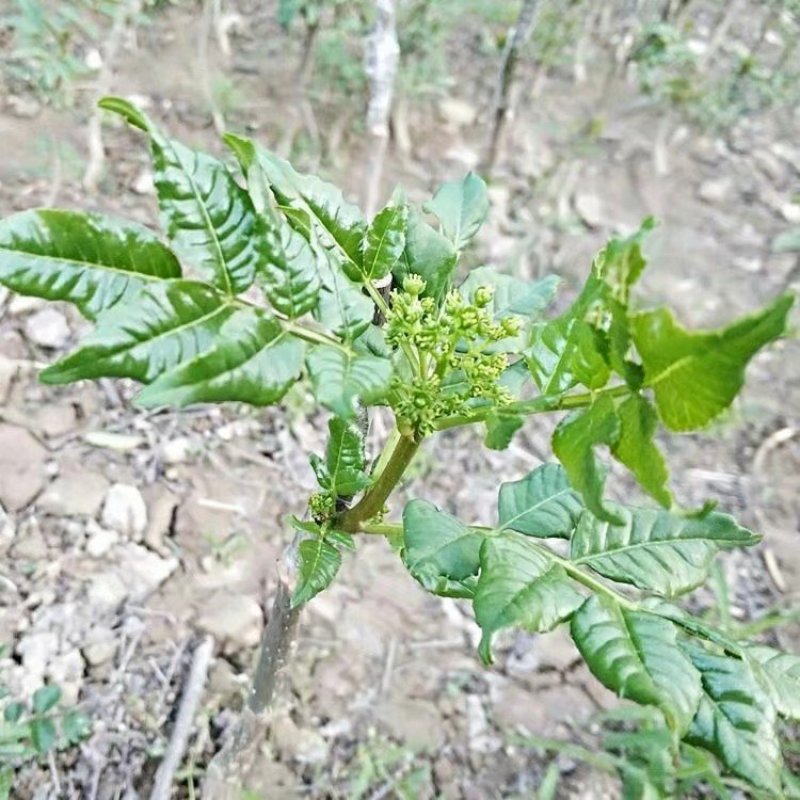 无棘花椒苗嫁接大红袍无刺花椒苗产地直销