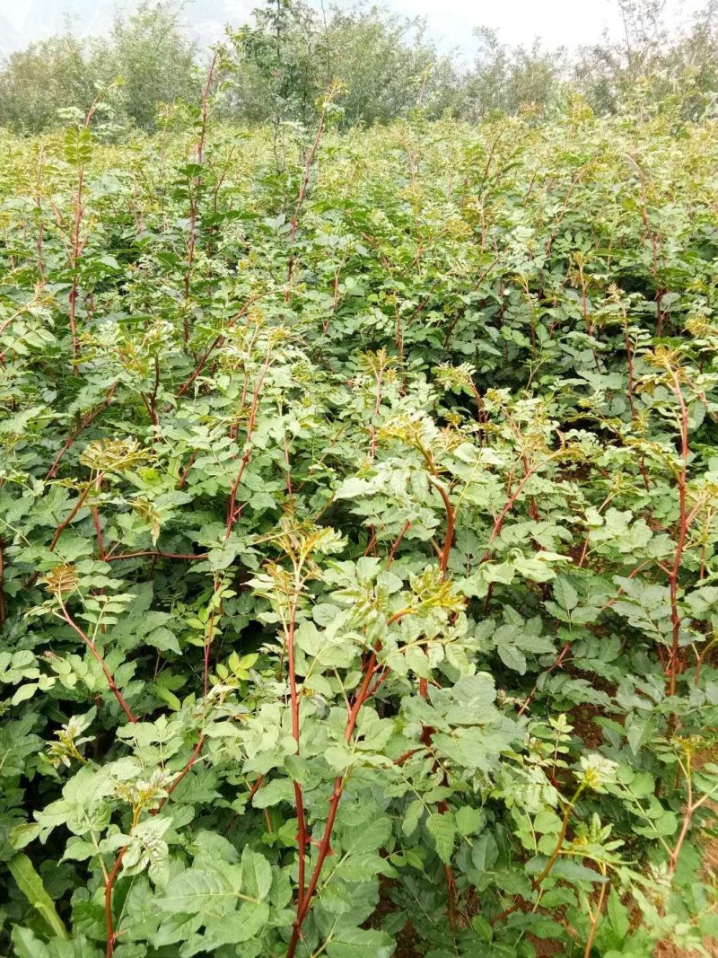 无棘花椒苗嫁接大红袍无刺花椒苗产地直销