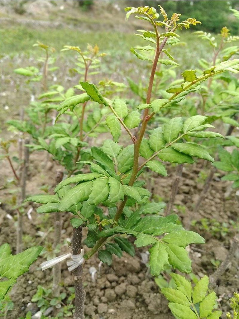 无棘花椒苗嫁接大红袍无刺花椒苗产地直销