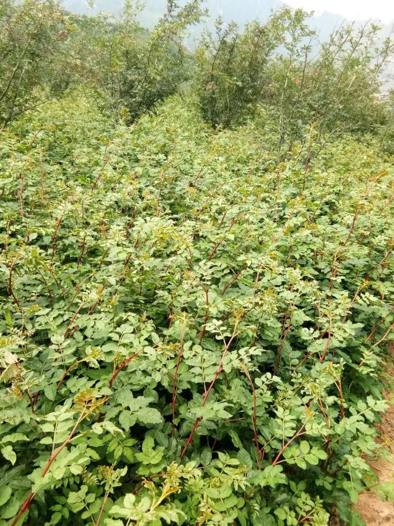 无棘花椒苗嫁接大红袍无刺花椒苗产地直销