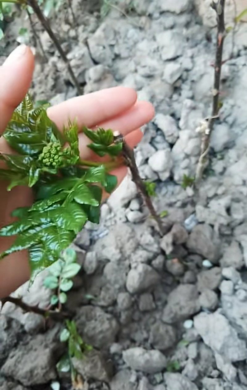 无棘花椒苗嫁接大红袍无刺花椒苗产地直销