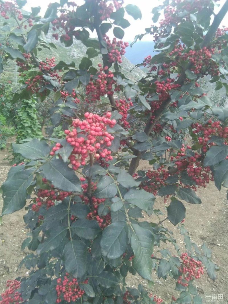 无棘花椒苗嫁接大红袍无刺花椒苗产地直销
