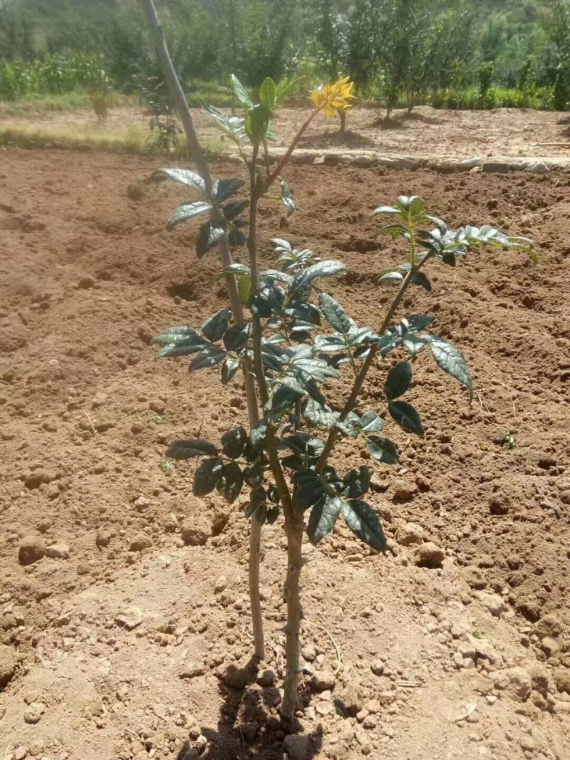 无棘花椒苗嫁接大红袍无刺花椒苗产地直销