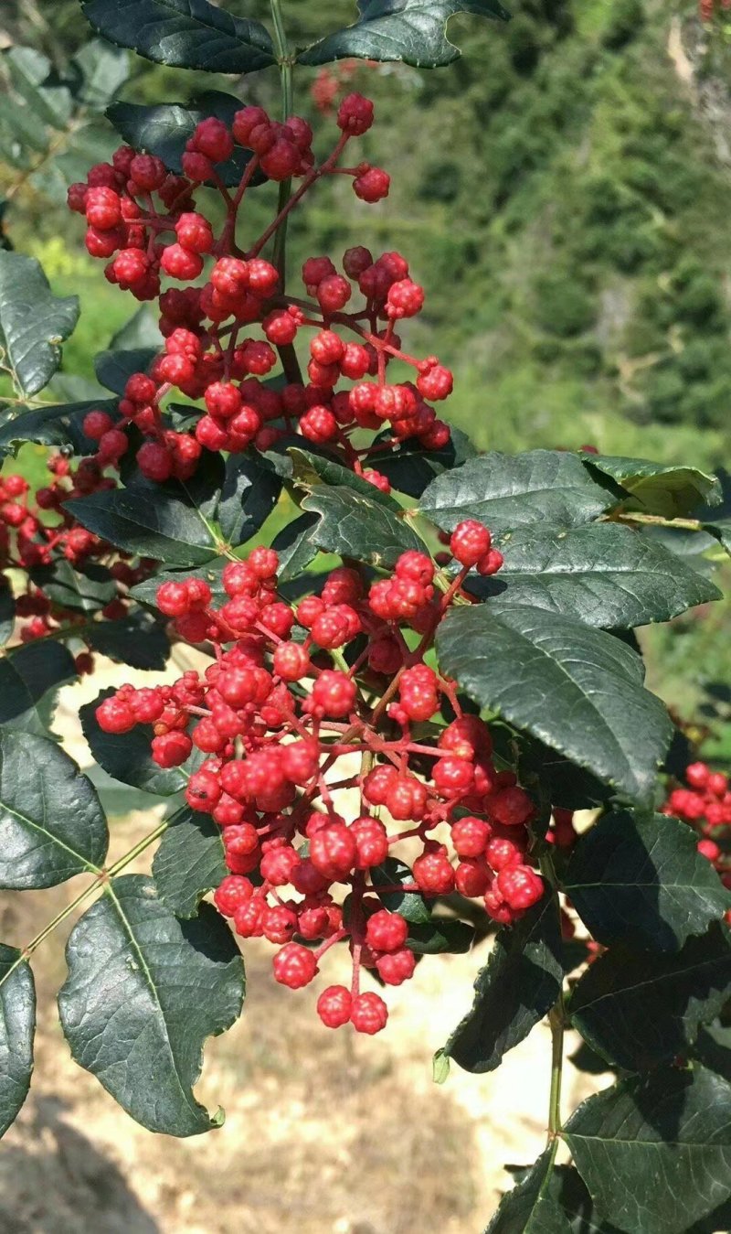 无棘花椒苗嫁接大红袍无刺花椒苗产地直销