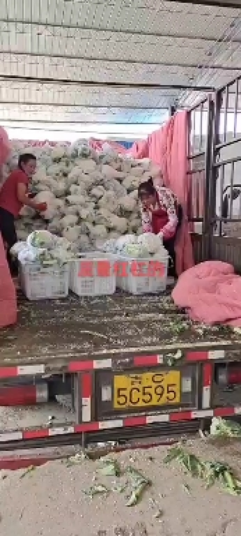 浙江有机花菜青梗散花菜花80天
