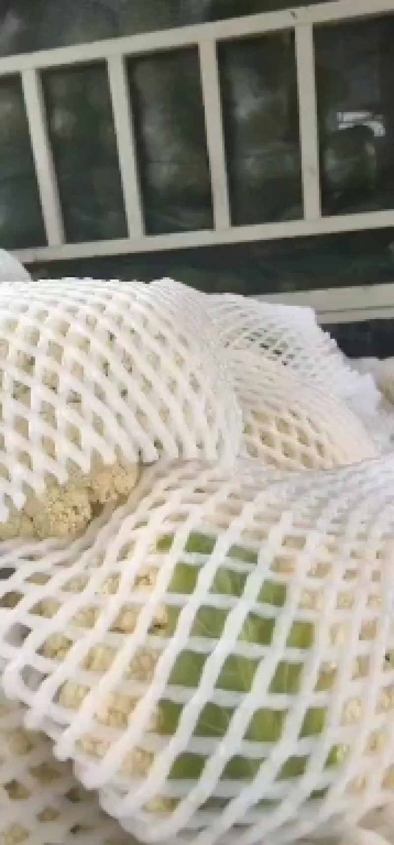 浙江有机花菜青梗散花菜花80天