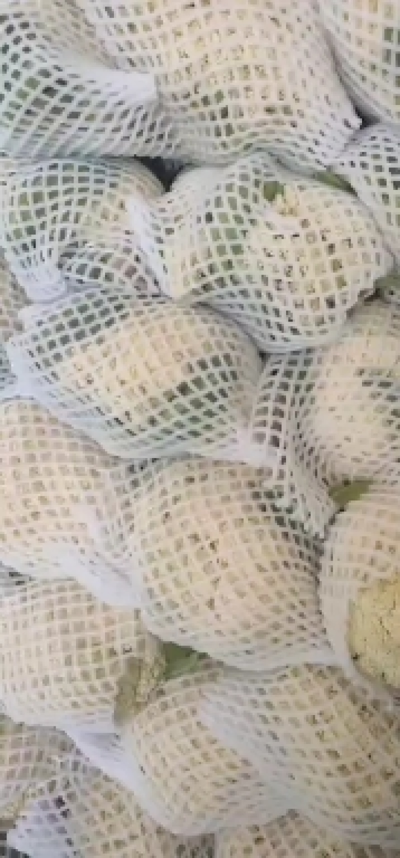 浙江有机花菜青梗散花菜花80天
