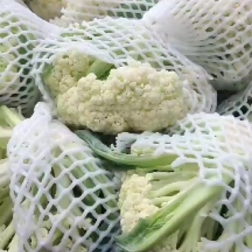浙江有机花菜青梗散花菜花80天