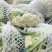 浙江有机花菜青梗散花菜花80天