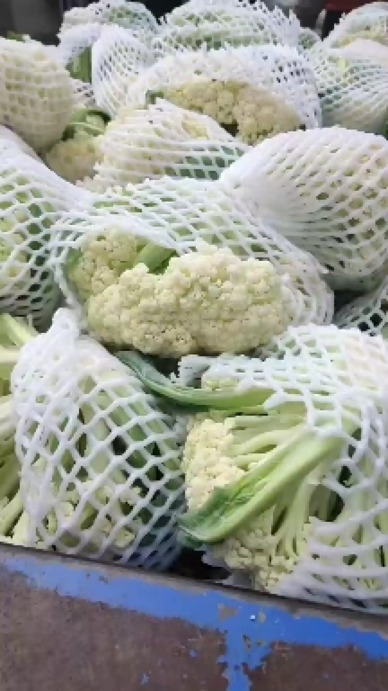 浙江有机花菜青梗散花菜花80天