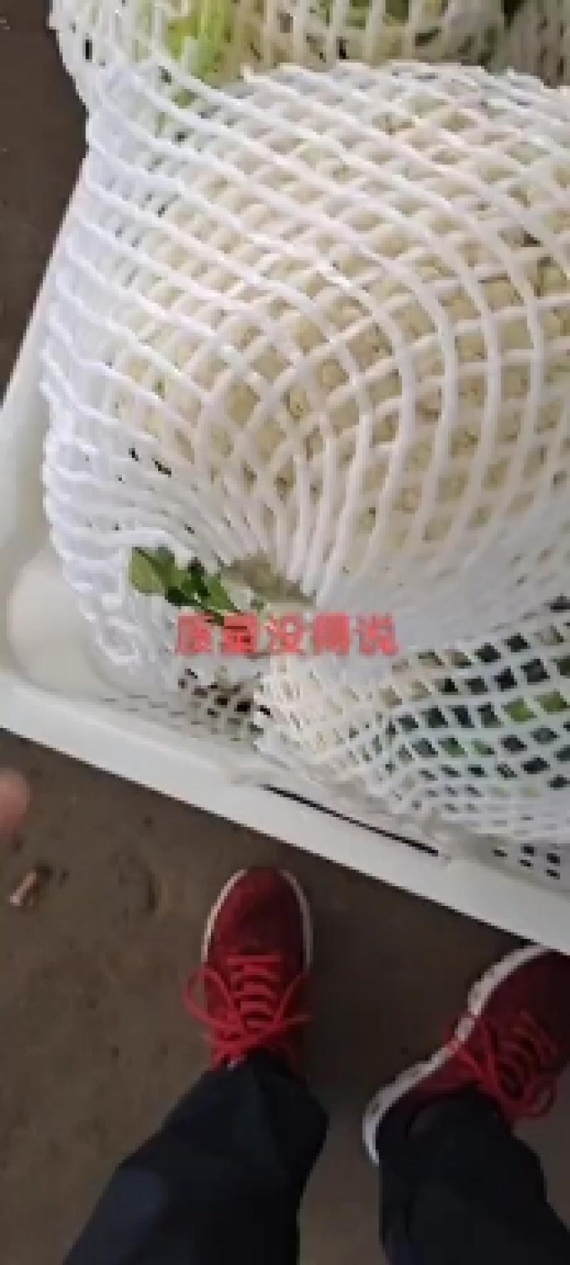 浙江有机花菜青梗散花菜花80天