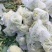 浙江有机花菜青梗散花菜花80天