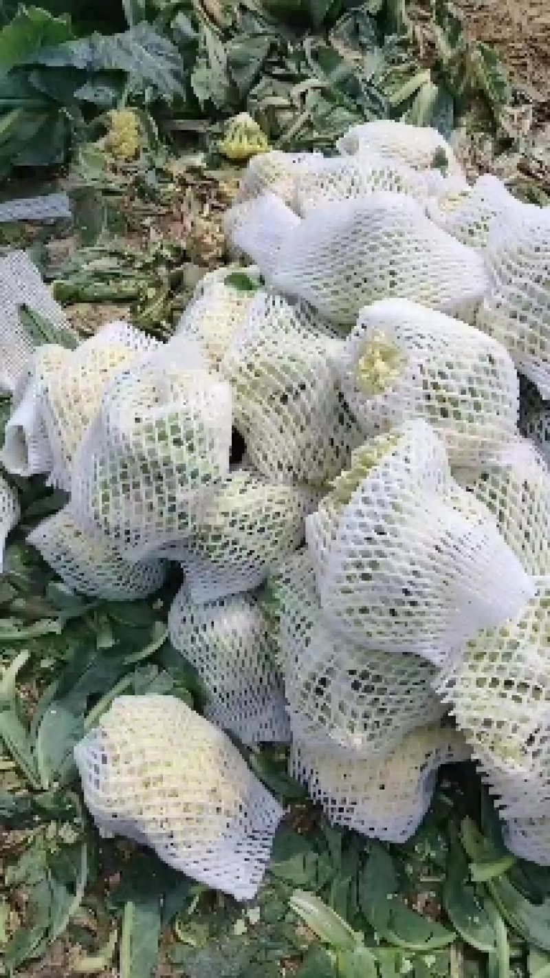 浙江有机花菜青梗散花菜花80天